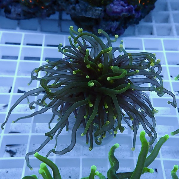 【サンゴ現物8】フラワーコーラルフラグ! 15時までのご注文で当日発送【サンゴ】(t142