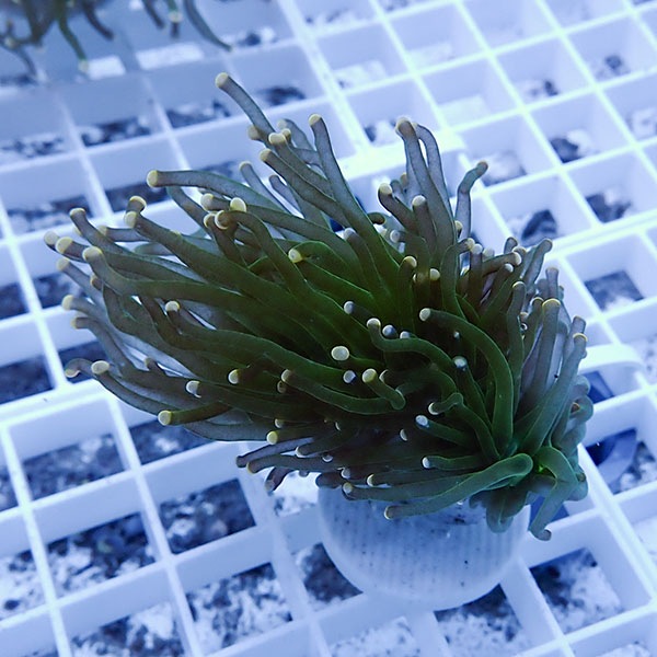 【サンゴ現物9】フラワーコーラルフラグ! 15時までのご注文で当日発送【サンゴ】(t142