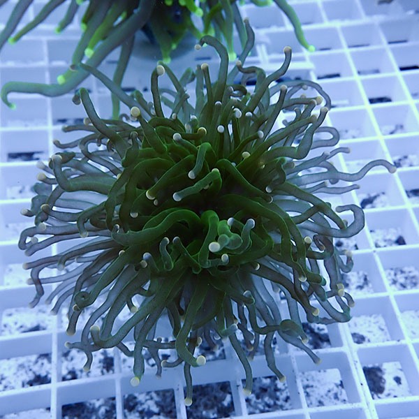 【サンゴ現物10】フラワーコーラルフラグ! 15時までのご注文で当日発送【サンゴ】(t142