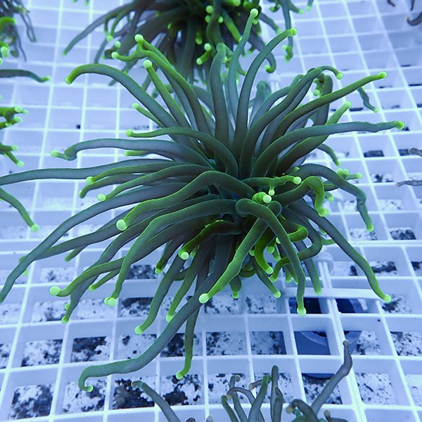 【サンゴ現物11】フラワーコーラルフラグ! 15時までのご注文で当日発送【サンゴ】(t142