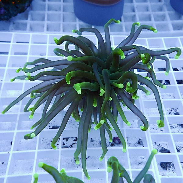 【サンゴ現物12】フラワーコーラルフラグ ! 15時までのご注文で当日発送【サンゴ】(t142