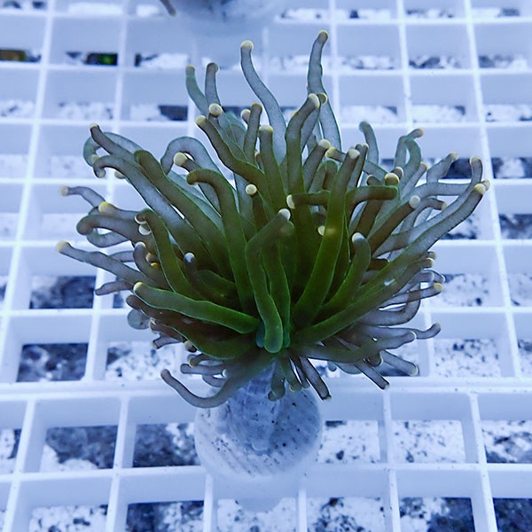 【サンゴ現物13】フラワーコーラルフラグ! 15時までのご注文で当日発送【サンゴ】(t142