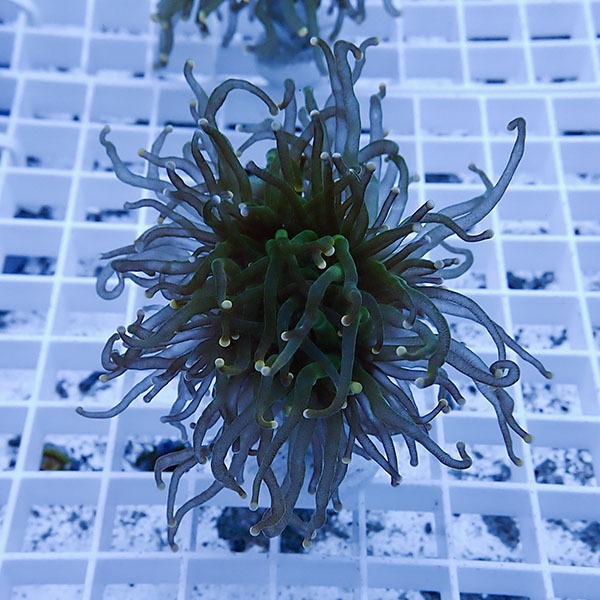 【サンゴ現物14】フラワーコーラルフラグ! 15時までのご注文で当日発送【サンゴ】(t142