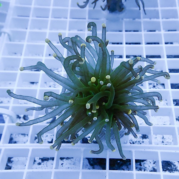 【サンゴ現物15】フラワーコーラルフラグ! 15時までのご注文で当日発送【サンゴ】(t142