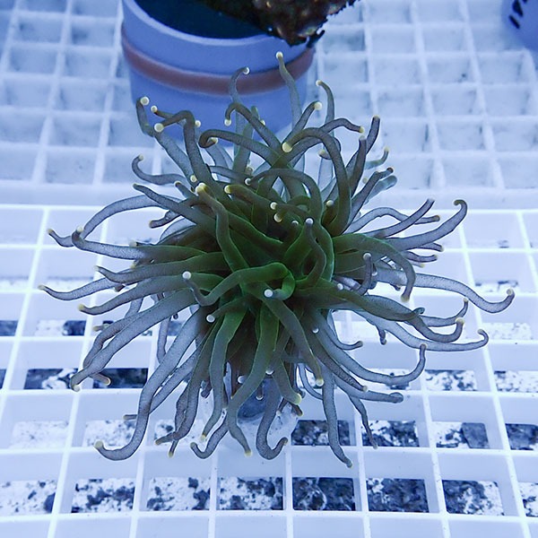 【サンゴ現物16】フラワーコーラルフラグ! 15時までのご注文で当日発送【サンゴ】(t142