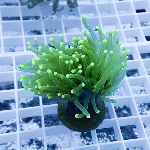 【サンゴ現物17】フラワーコーラルフラグ ! 15時までのご注文で当日発送【サンゴ】(t142