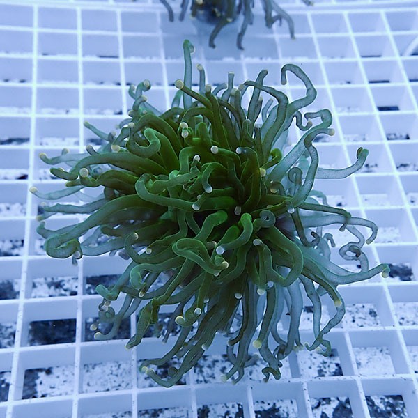 【サンゴ現物18】フラワーコーラルフラグ ! 15時までのご注文で当日発送【サンゴ】(t142