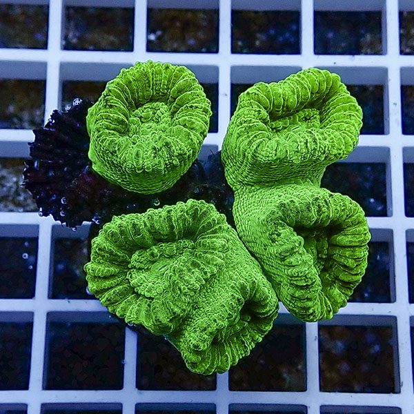 【サンゴ現物31】タバネサンゴフラグ! 15時までのご注文で当日発送 【サンゴ】