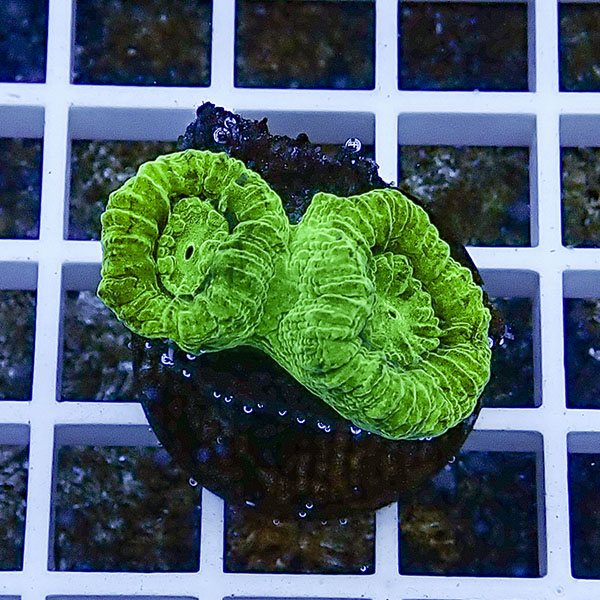 【サンゴ現物32】タバネサンゴフラグ! 15時までのご注文で当日発送 【サンゴ】