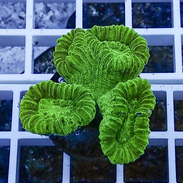 【サンゴ現物33】タバネサンゴフラグ! 15時までのご注文で当日発送 【サンゴ】