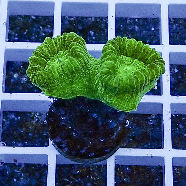 【サンゴ現物34】タバネサンゴフラグ! 15時までのご注文で当日発送 【サンゴ】