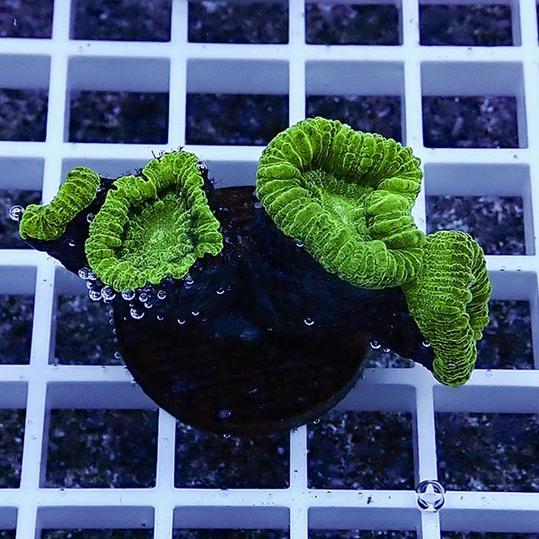 【サンゴ現物35】タバネサンゴフラグ! 15時までのご注文で当日発送 【サンゴ】