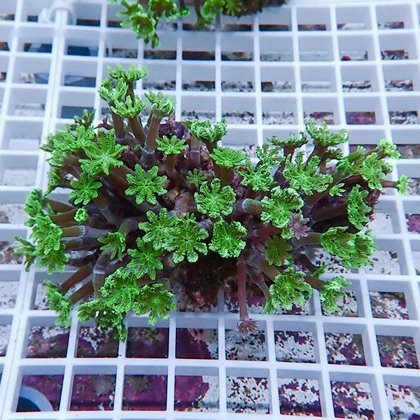 【サンゴ現物2】ツツウミヅタサンゴ!15時までのご注文で当日発送 【サンゴ】(t226