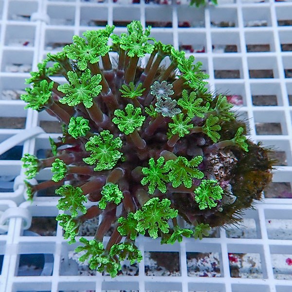 【サンゴ現物3】ツツウミヅタサンゴ!15時までのご注文で当日発送 【サンゴ】(t226