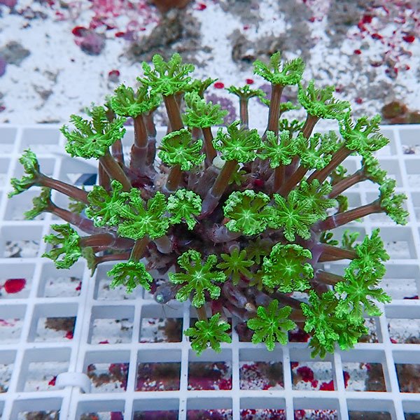 【サンゴ現物4】ツツウミヅタサンゴ!15時までのご注文で当日発送 【サンゴ】(t226