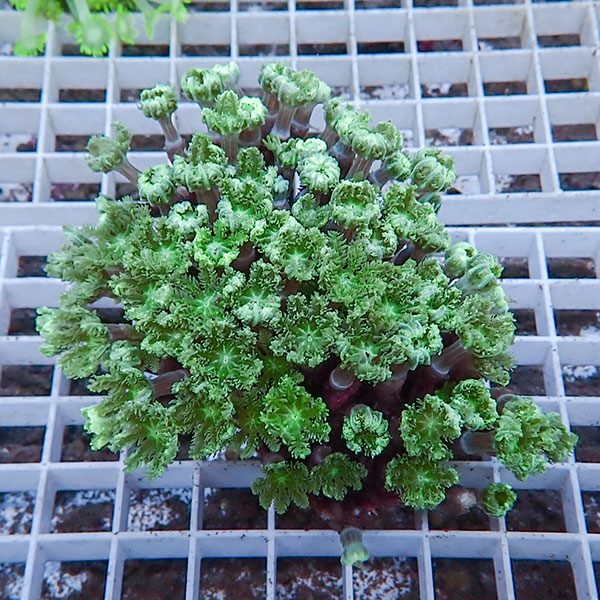 【サンゴ現物5】ツツウミヅタサンゴ!15時までのご注文で当日発送 【サンゴ】(t226