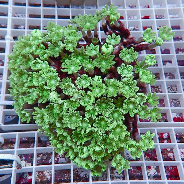 【サンゴ現物6】ツツウミヅタサンゴ !15時までのご注文で当日発送 【サンゴ】(t226