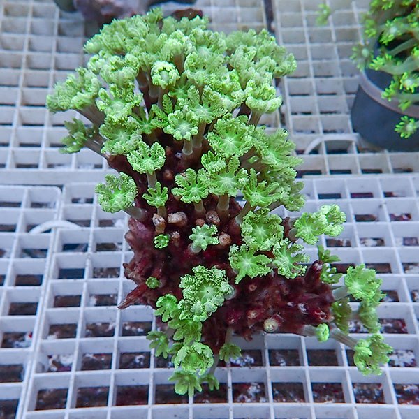 【サンゴ現物8】ツツウミヅタサンゴ !15時までのご注文で当日発送 【サンゴ】(t226