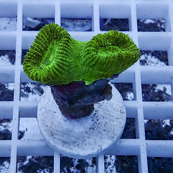 【サンゴ現物14】タバネサンゴ フラグ! 15時までのご注文で当日発送 【サンゴ】