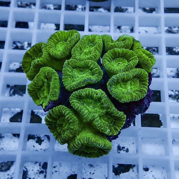 【サンゴ現物15】タバネサンゴ! 15時までのご注文で当日発送 【サンゴ】