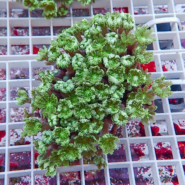 【サンゴ現物9】ツツウミヅタサンゴ !15時までのご注文で当日発送 【サンゴ】(t226