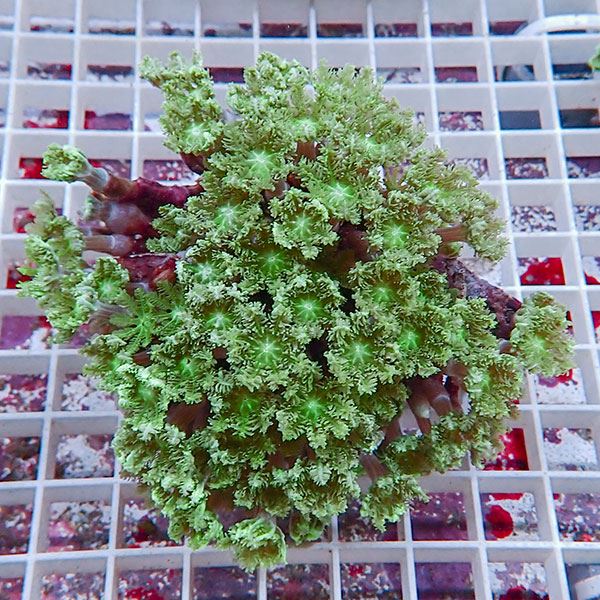 【サンゴ現物10】ツツウミヅタサンゴ !15時までのご注文で当日発送 【サンゴ】(t226