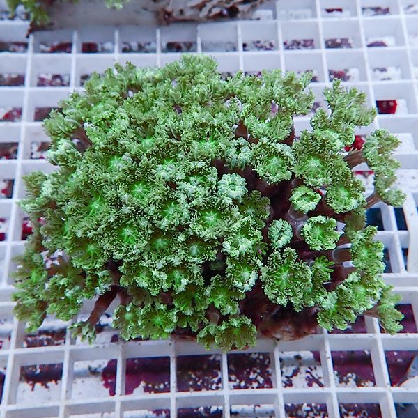 【サンゴ現物11】ツツウミヅタサンゴ!15時までのご注文で当日発送 【サンゴ】(t226