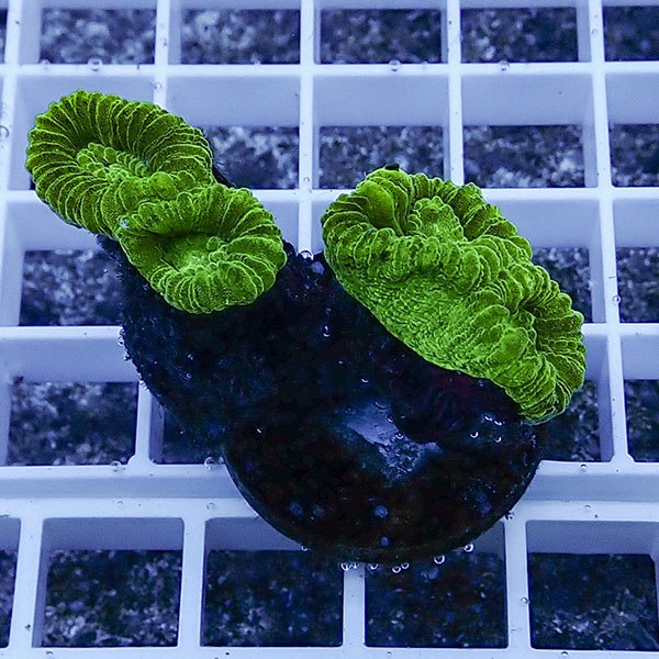 【サンゴ現物36】タバネサンゴ フラグ! 15時までのご注文で当日発送 【サンゴ】