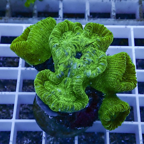 【サンゴ現物38】タバネサンゴ フラグ! 15時までのご注文で当日発送 【サンゴ】