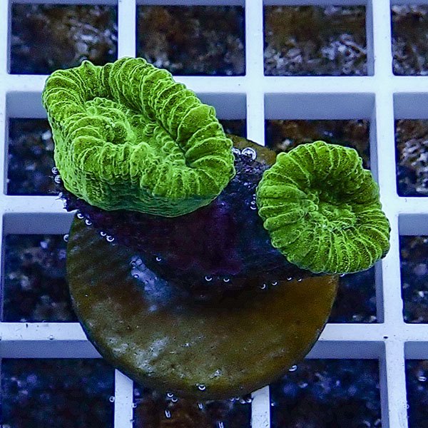 【サンゴ現物39】タバネサンゴ フラグ! 15時までのご注文で当日発送 【サンゴ】