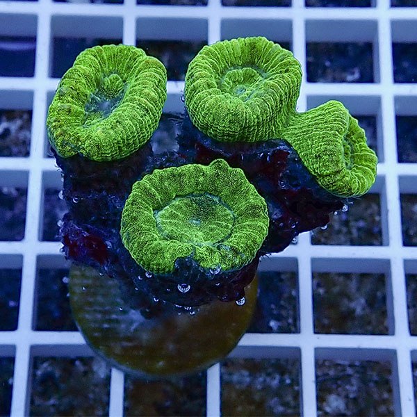 【サンゴ現物40】タバネサンゴ フラグ! 15時までのご注文で当日発送 【サンゴ】