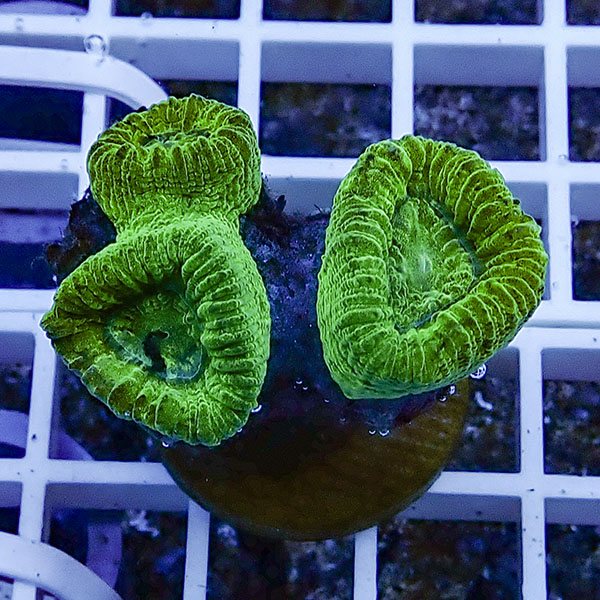 【サンゴ現物41】タバネサンゴ フラグ! 15時までのご注文で当日発送 【サンゴ】