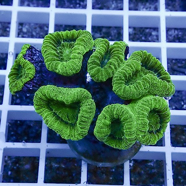 【サンゴ現物42】タバネサンゴ フラグ! 15時までのご注文で当日発送 【サンゴ】