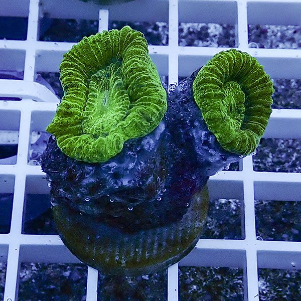 【サンゴ現物43】タバネサンゴ フラグ! 15時までのご注文で当日発送 【サンゴ】