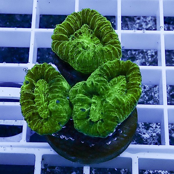 【サンゴ現物44】タバネサンゴ フラグ! 15時までのご注文で当日発送 【サンゴ】