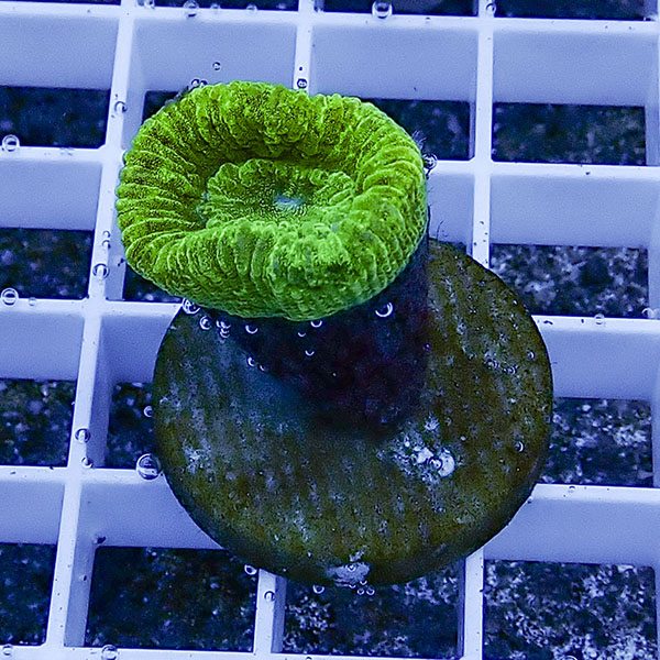 【サンゴ現物45】タバネサンゴ フラグ! 15時までのご注文で当日発送 【サンゴ】