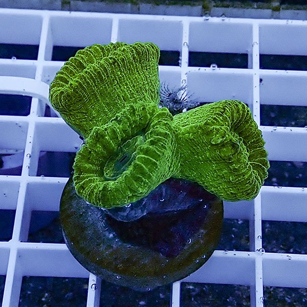 【サンゴ現物46】タバネサンゴ フラグ! 15時までのご注文で当日発送 【サンゴ】