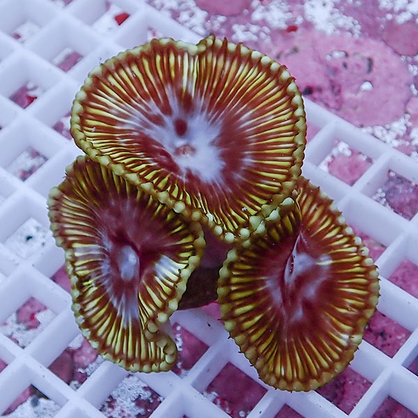 【サンゴ現物1】サンゾアンシッド フラグ !15時までのご注文で当日発送 【サンゴ】(t209