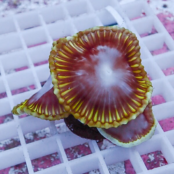 【サンゴ現物2】サンゾアンシッド フラグ !15時までのご注文で当日発送 【サンゴ】(t209