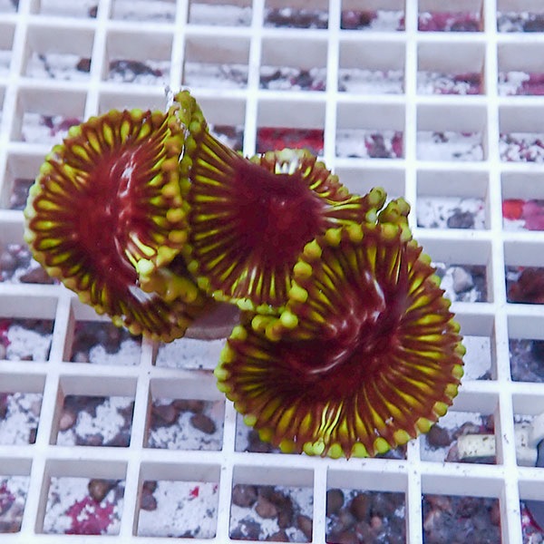 【サンゴ現物4】サンゾアンシッド フラグ !15時までのご注文で当日発送 【サンゴ】(t209