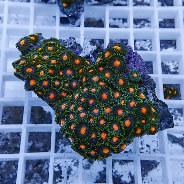 【サンゴ現物43】マメスナギンチャク !15時までのご注文で当日発送(t144