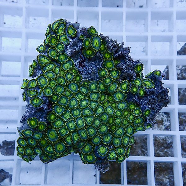 【サンゴ現物45】マメスナギンチャク !15時までのご注文で当日発送(t144