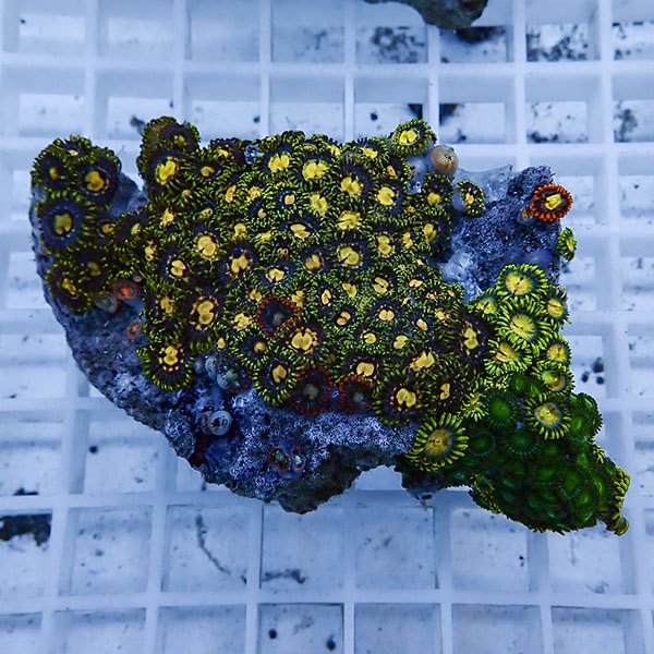 【サンゴ現物46】マメスナギンチャク !15時までのご注文で当日発送(t144