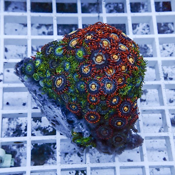 【サンゴ現物50】マメスナギンチャク !15時までのご注文で当日発送(t144