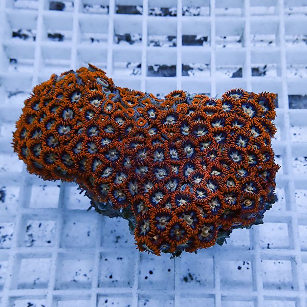 【サンゴ現物51】マメスナギンチャク !15時までのご注文で当日発送(t144