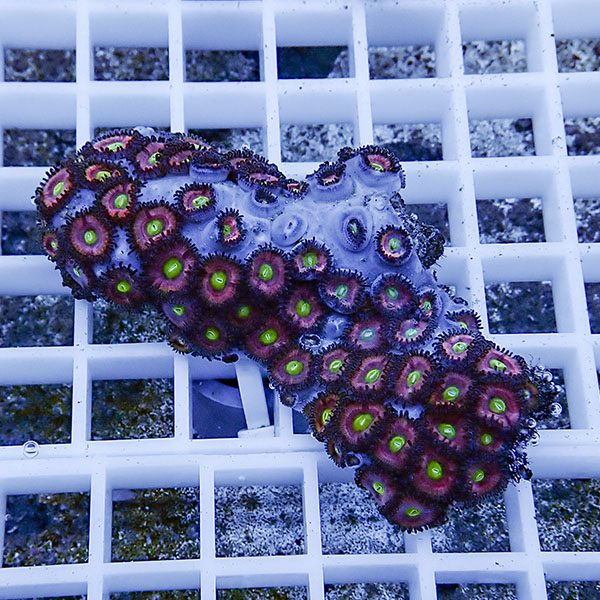 【サンゴ現物52】マメスナギンチャク !15時までのご注文で当日発送(t144