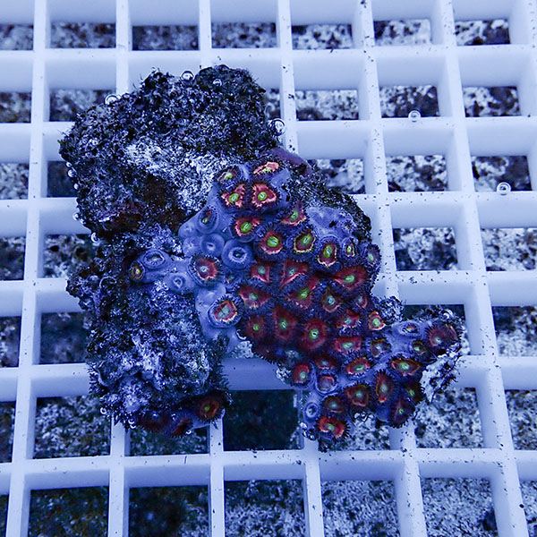 【サンゴ現物53】マメスナギンチャク !15時までのご注文で当日発送(t144