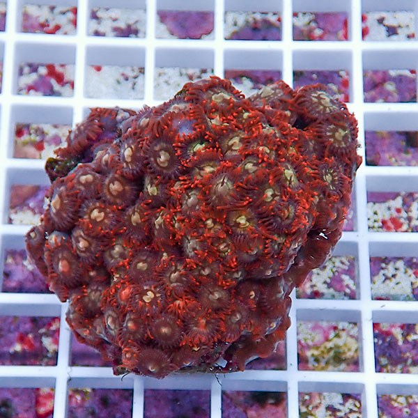 【サンゴ現物60】マメスナギンチャク !15時までのご注文で当日発送(t144