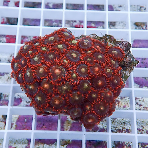 【サンゴ現物62】マメスナギンチャク !15時までのご注文で当日発送(t144