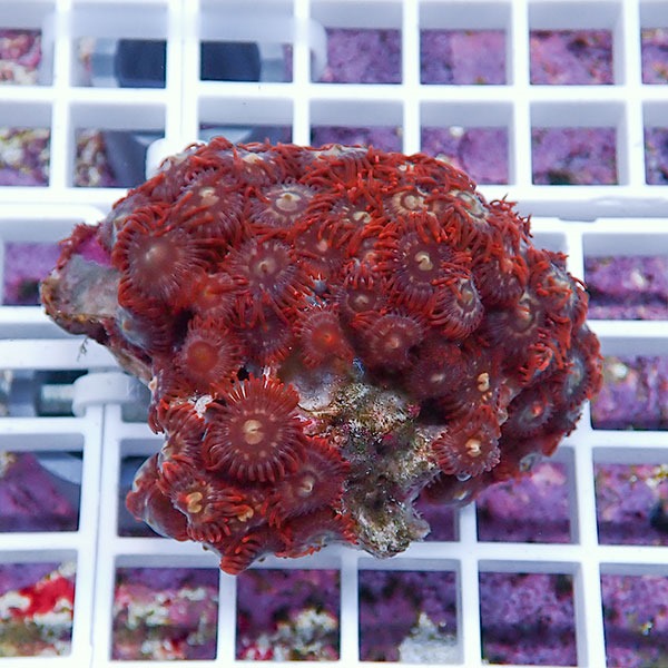 【サンゴ現物63】マメスナギンチャク !15時までのご注文で当日発送(t144